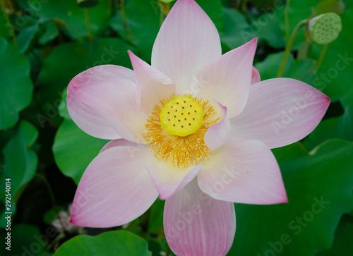 Beautiful lotus flower in blooming in pond at daytime  Summer flowers in Taiwan. The symbol of the Buddha  Thailand.