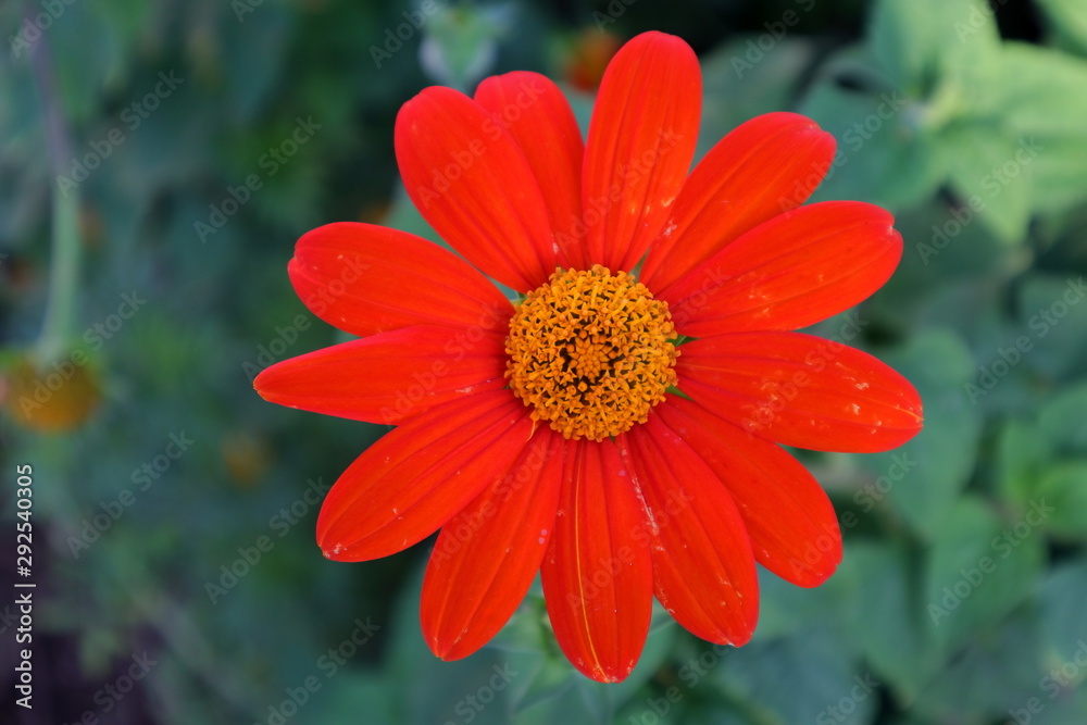 Blüte, Blume Blüte, Blume