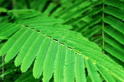 Close Up Fresh Green Acacia Pennata or Climbing Wattle photo