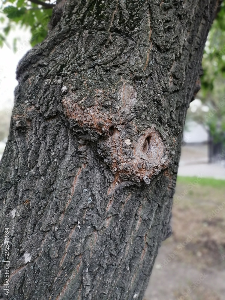 Fototapeta premium trunk of a tree