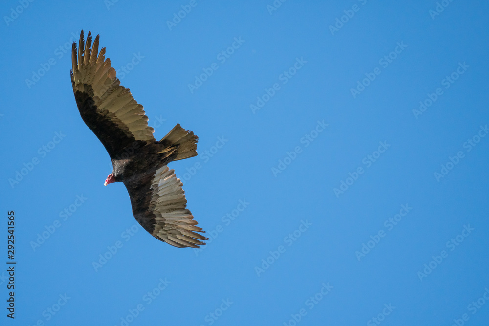 turkey vulture flying through the air turkey vulture flying through the air