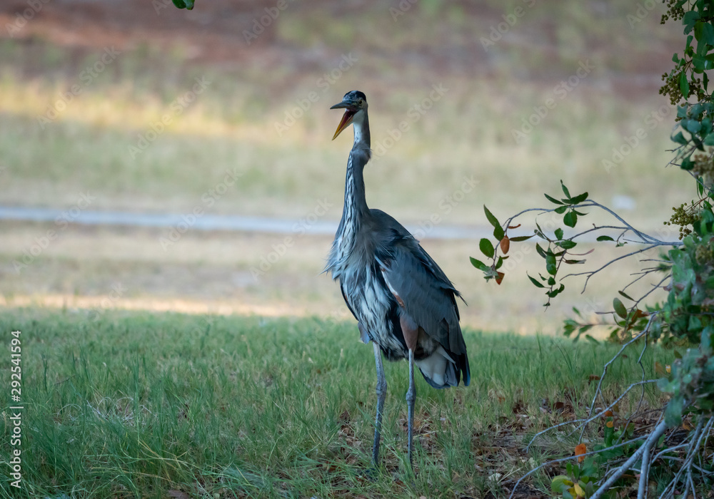 Fototapeta premium Great Blue Heron