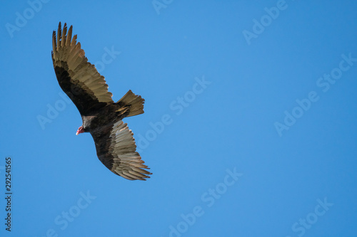 turkey vulture flying through the air