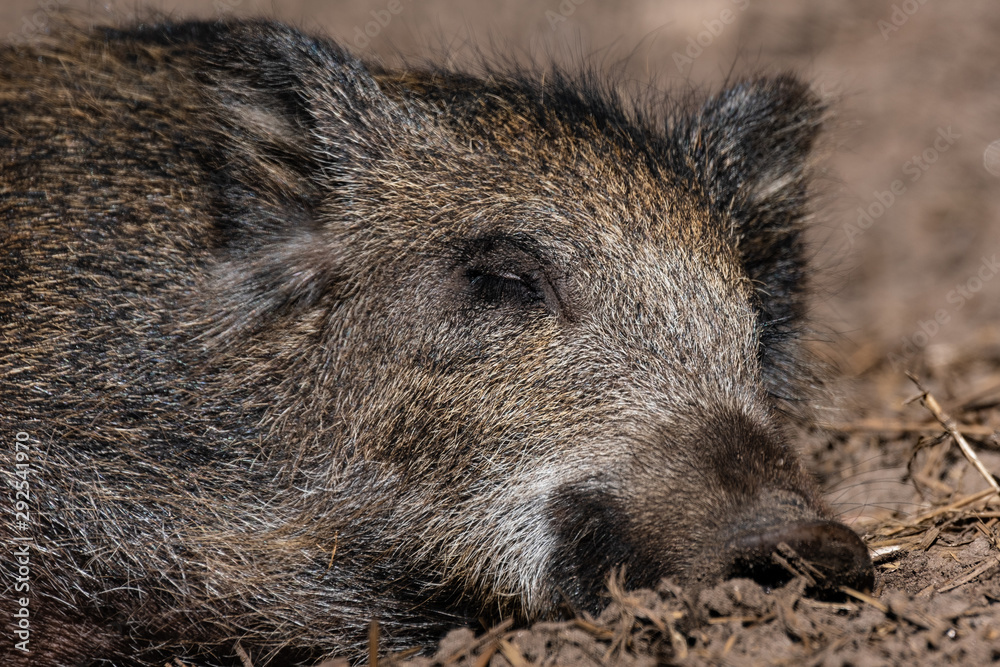 Wildschwein (Sus scrofa) Wildschwein (Sus scrofa)
