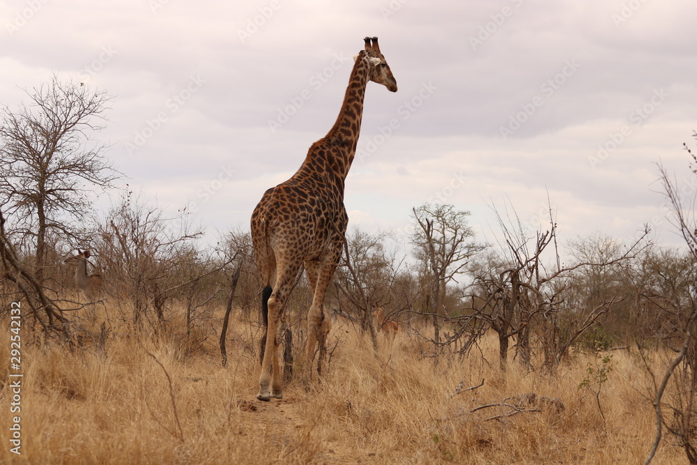 Obraz premium giraffe