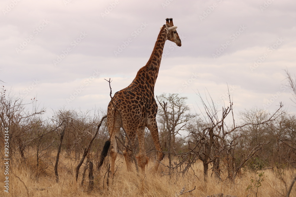 Obraz premium african giraffe