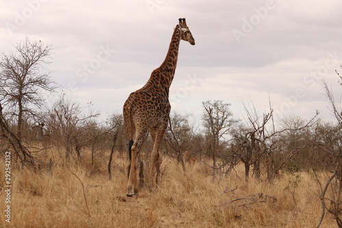 giraffe  © Marina