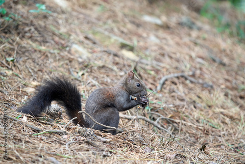 Korean squirrels sitting on the floor and feeding © 수동 김