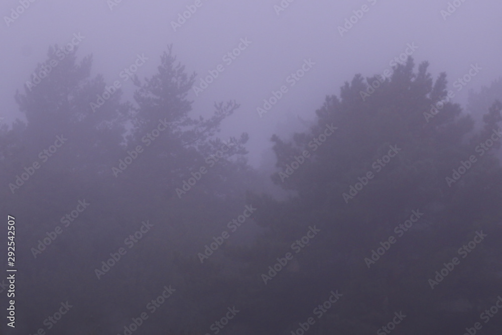 Spruces in white morning fog.