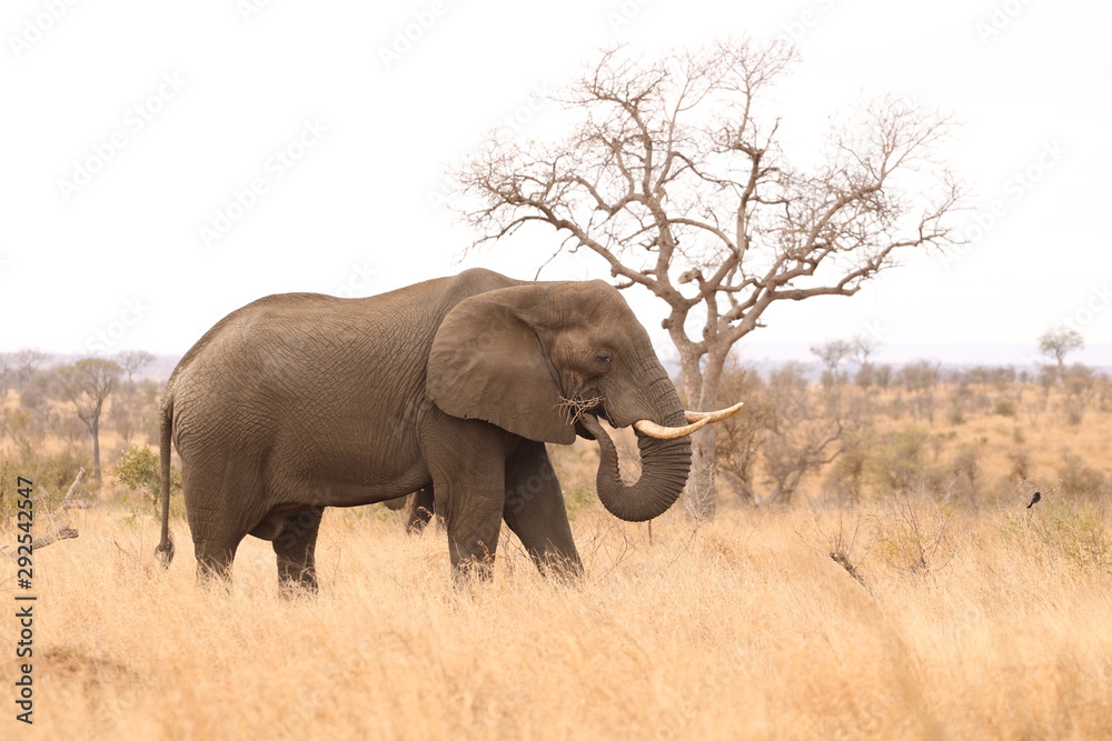 Fototapeta premium elephant