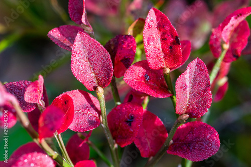 Blueberry leaves in autumn colors covered in dew