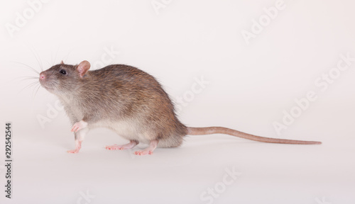 long tail rat