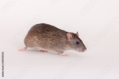 brown domestic rat