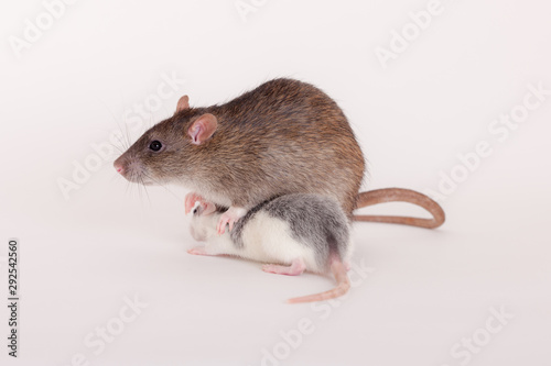 adult and baby rat