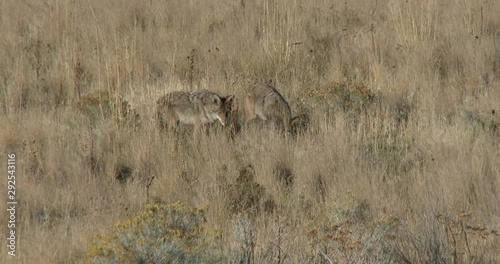 Cyotes watching over a badger