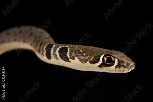 Dahl's whip snake (Platyceps najadum)