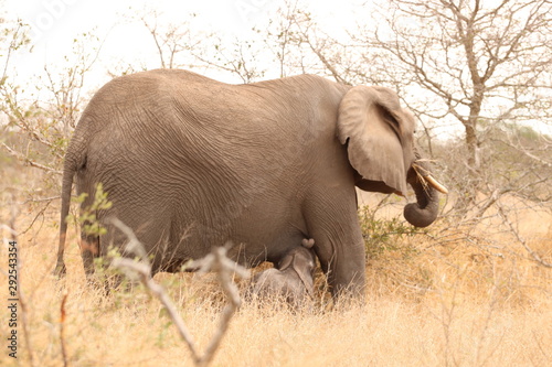 elephant