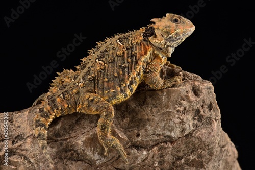 Mountain horned lizard  Phrynosoma orbiculare cortezii .