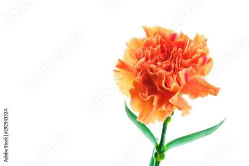 Blooming orange carnation on white background