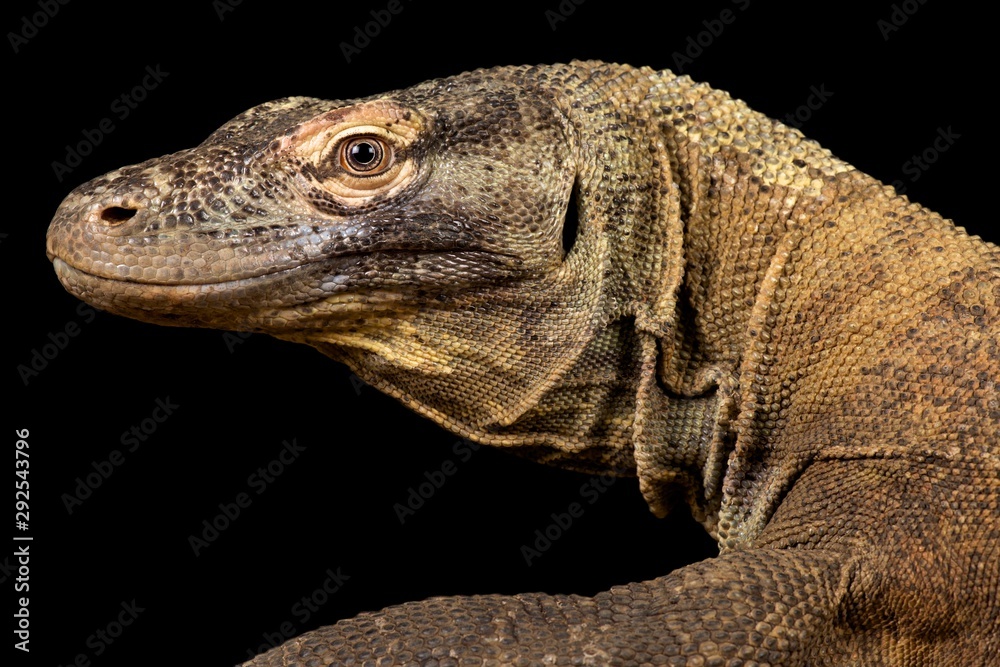 Obraz premium Komodo dragon (Varanus komodoensis)
