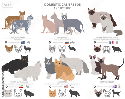 Domestic cat breeds and hybrids collection isolated on white. Flat style set. Different color and country of origin