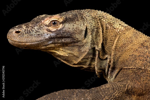 Komodo dragon  Varanus komodoensis 