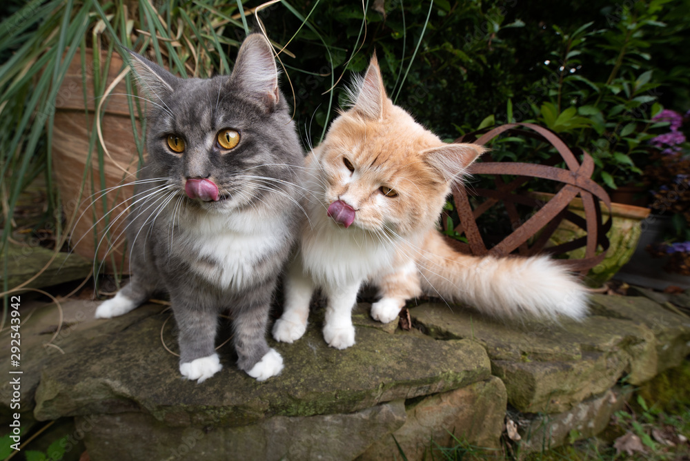 two young maine coon cats begging for treats outdoors in the garden sticking out tongue licking over nose at same time