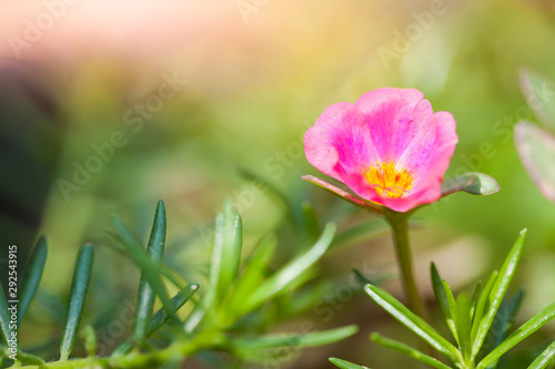 Small bright pink flowers(Portulaca oleracea L.) with fragile