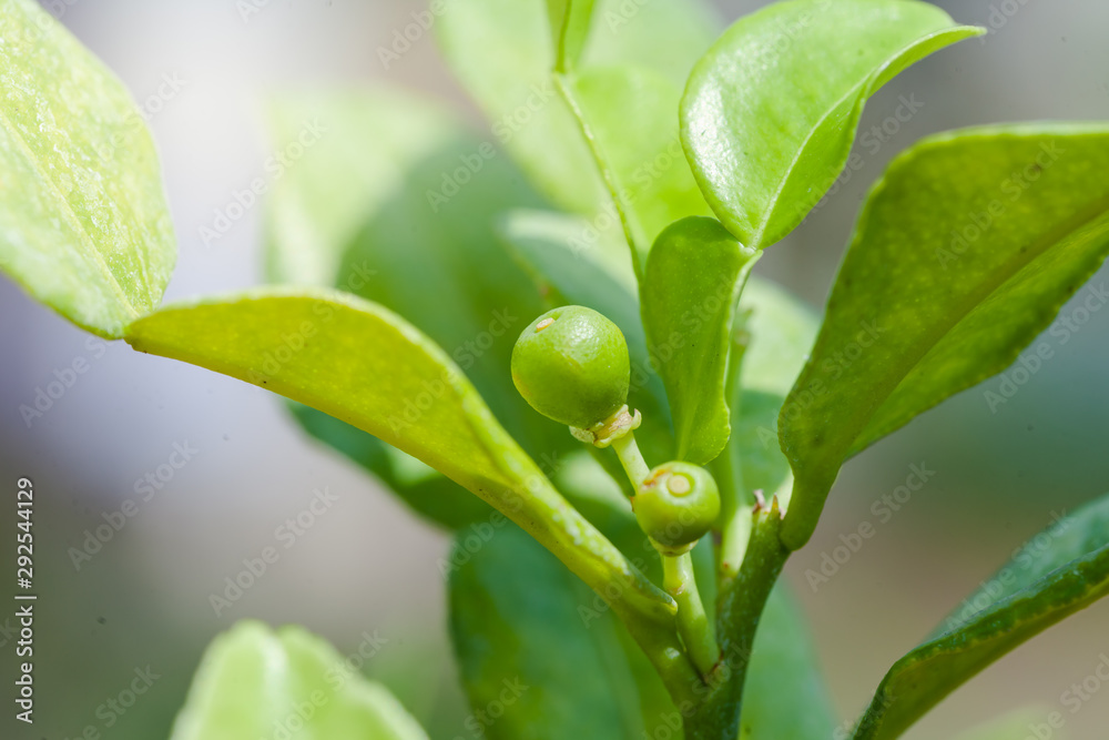 Bergamot and leaves on Tree bergamot or (Kaffir Lime), (Citrus hystrix) Bergamot and leaves on Tree bergamot or (Kaffir Lime), (Citrus hystrix)