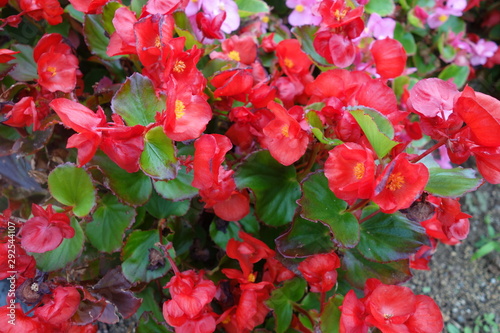 花壇に咲いた赤いベゴニアの花