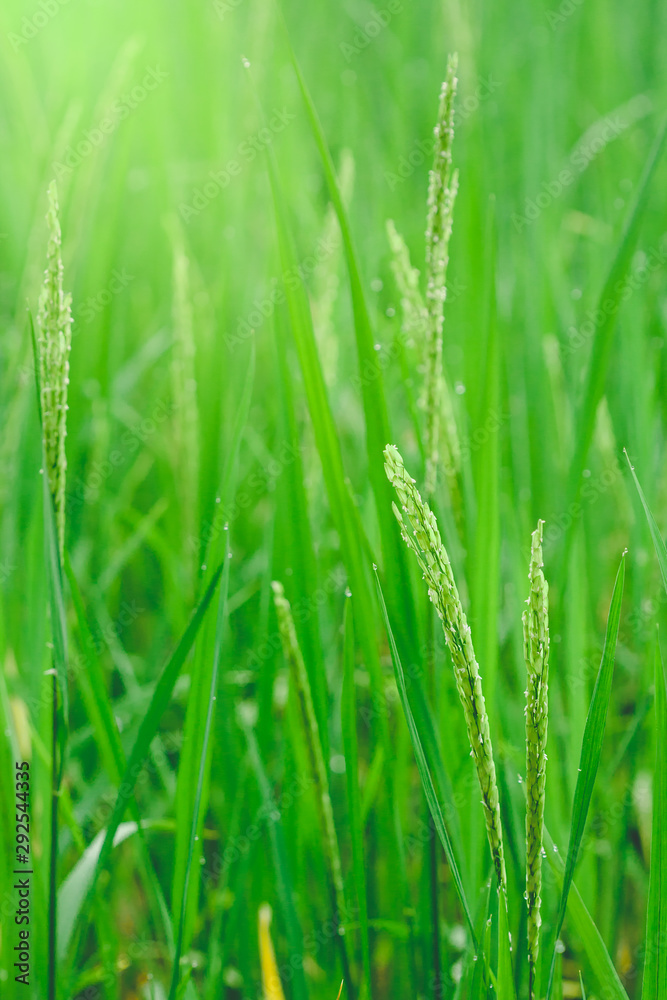 The green rice and the beautiful grain of rice in the morning with dew drops The green rice and the beautiful grain of rice in the morning with dew drops