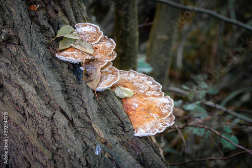 фотографія a brown tree fungus grows on a fallen tree trunk