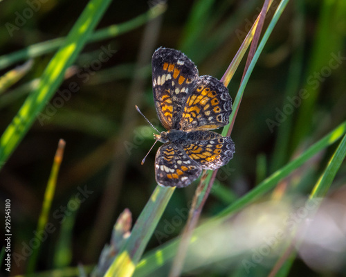 Phaon Crescent in the Brazoria National  Wildlife Refuge! photo