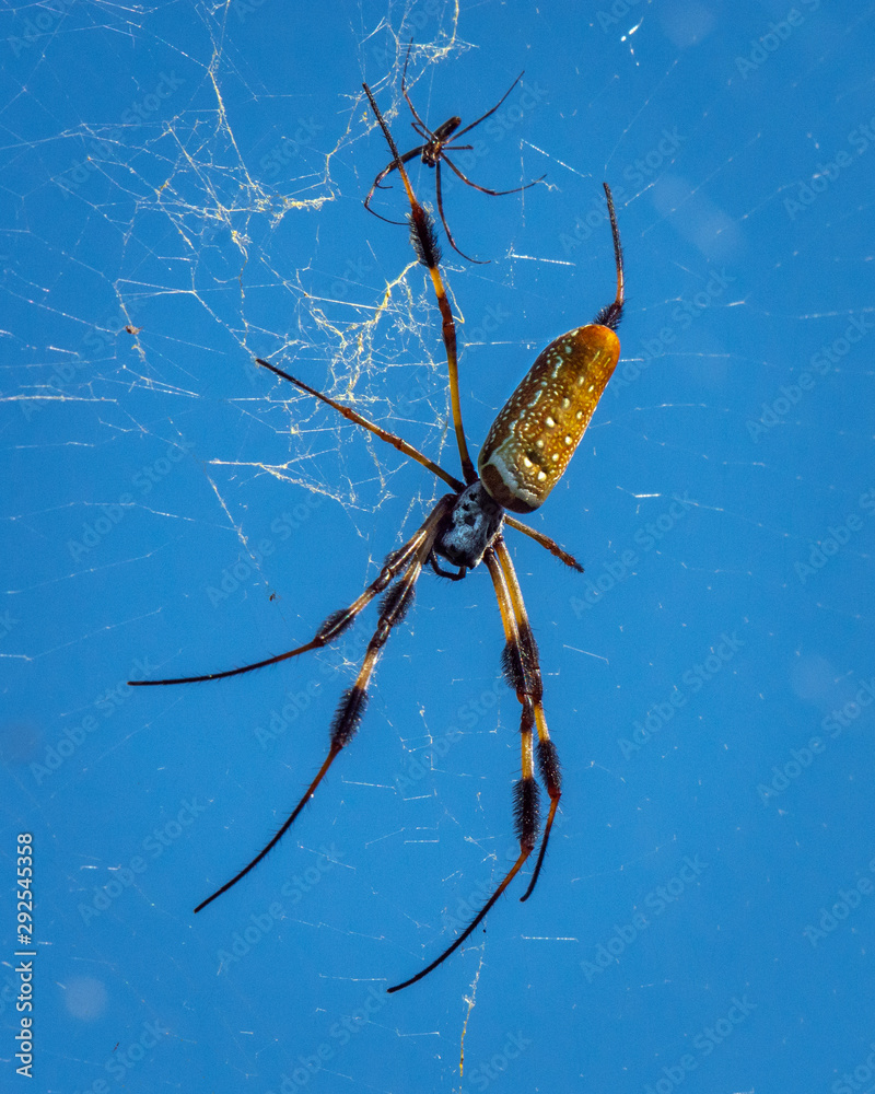 custom made wallpaper toronto digitalShowing the little one the ropes!
