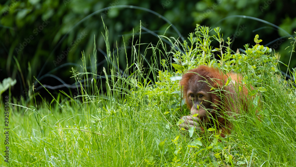 Obraz premium Orang Utan