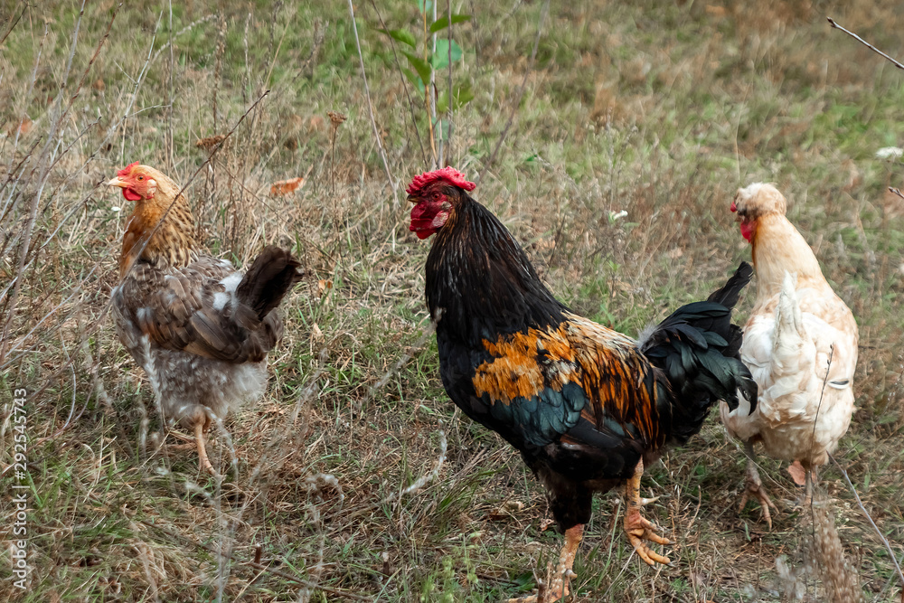 Beautiful chicken closeup outdoors on grass background. Concept poultry farm, chicken flu, farm, eggs.