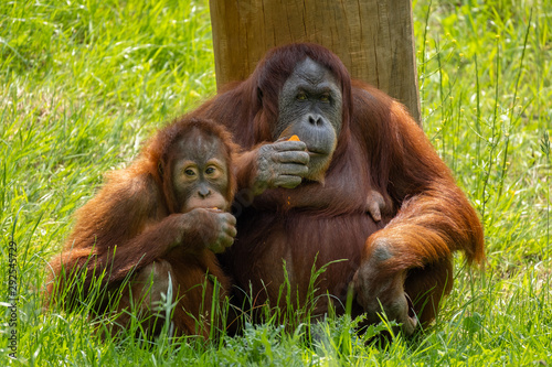 Orang Utan