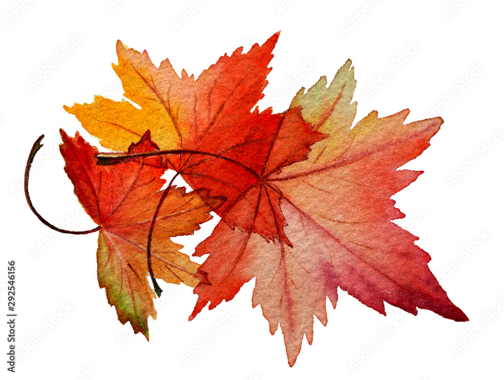 Obraz premium Maple autumn leaves isolated on white background.