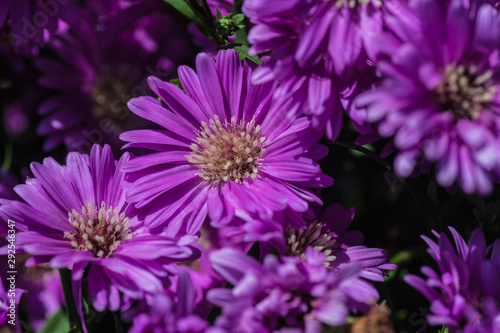 fiori viola photo