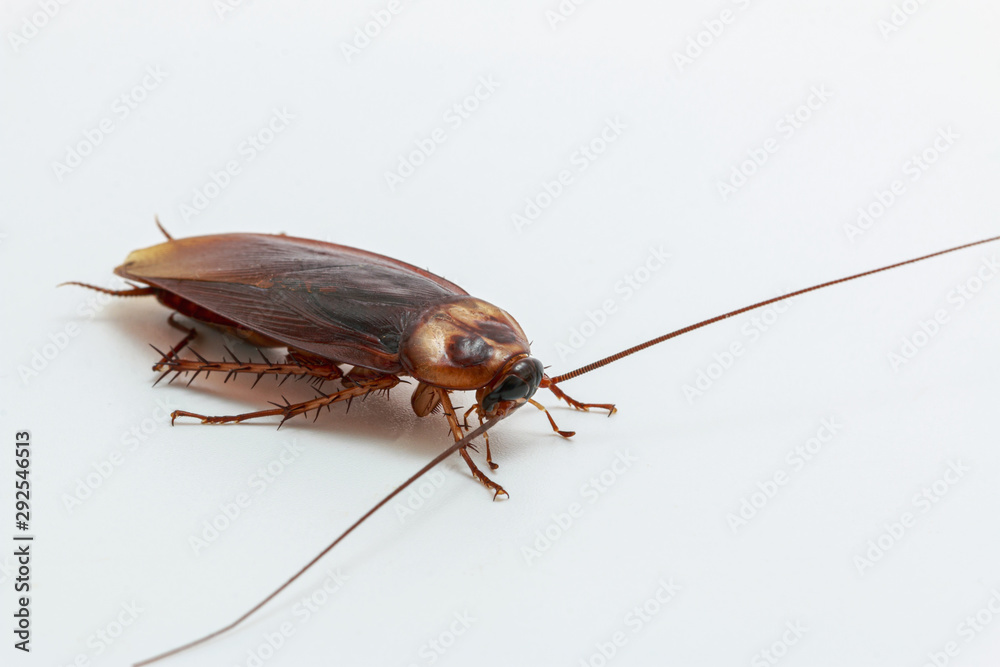 Cockroach brown on a white background Cockroach brown on a white background