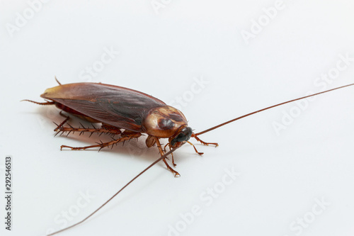 Cockroach brown on a white background