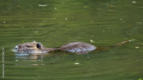 Nutria (Myocastor coypus)