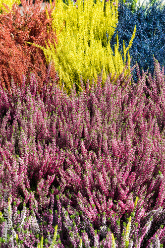 fiore erica multicolor