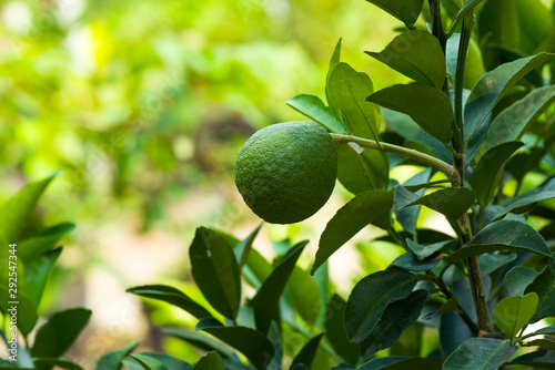 Green citrus fruit on tree, isolated blurry background