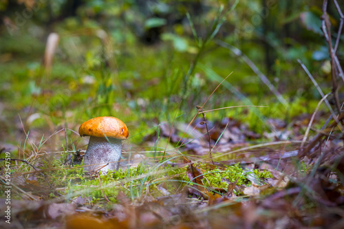 autumn Leccinum mushroom grow