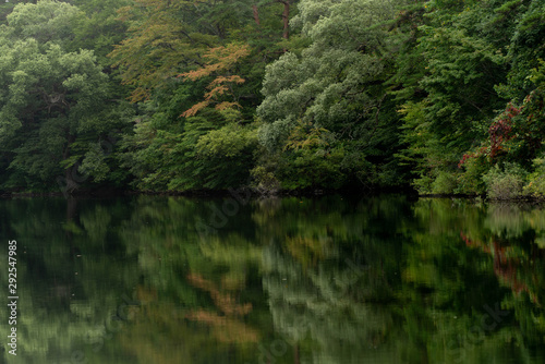 湖に反射する木々