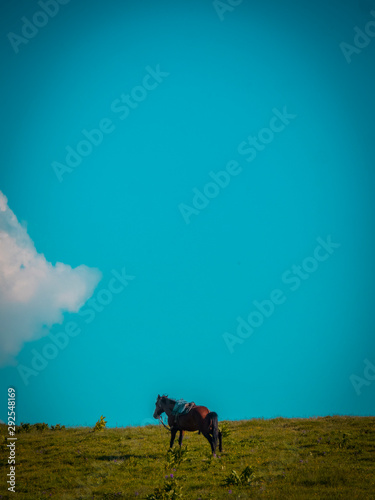 landscape with horses