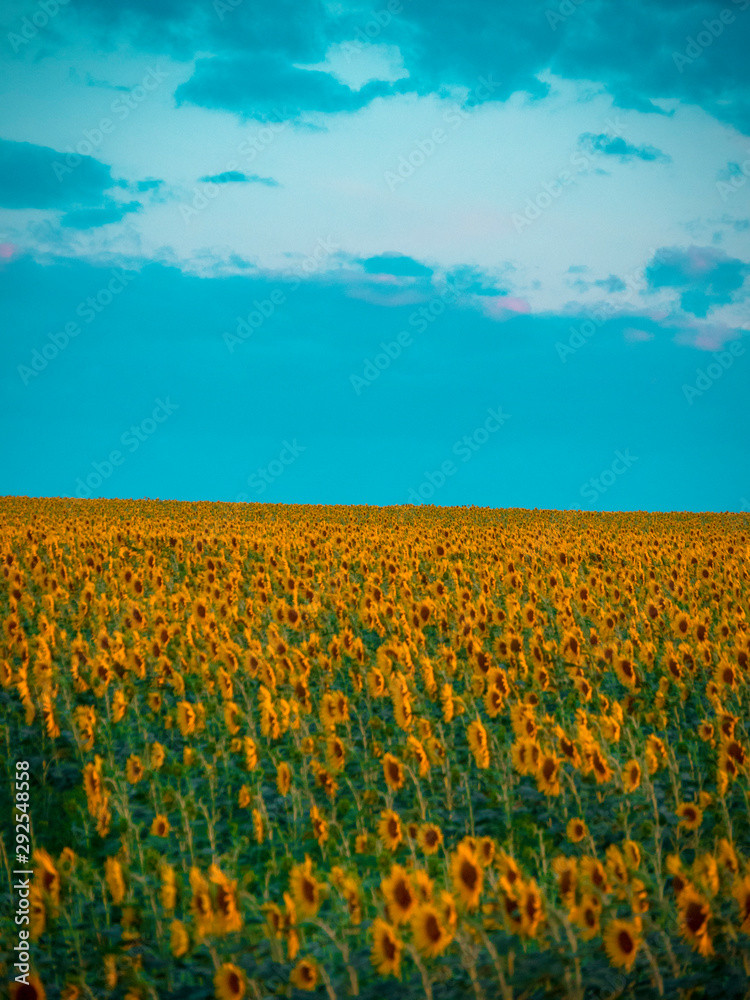 Fototapeta premium sunflowers