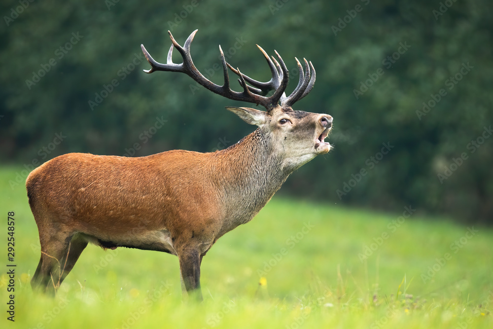 Fototapeta premium Red deer, cervus elaphus, stag with massive dark antlers roaring on a meadow with green grass in rutting season. Wild male animal marking territory by loud sound.