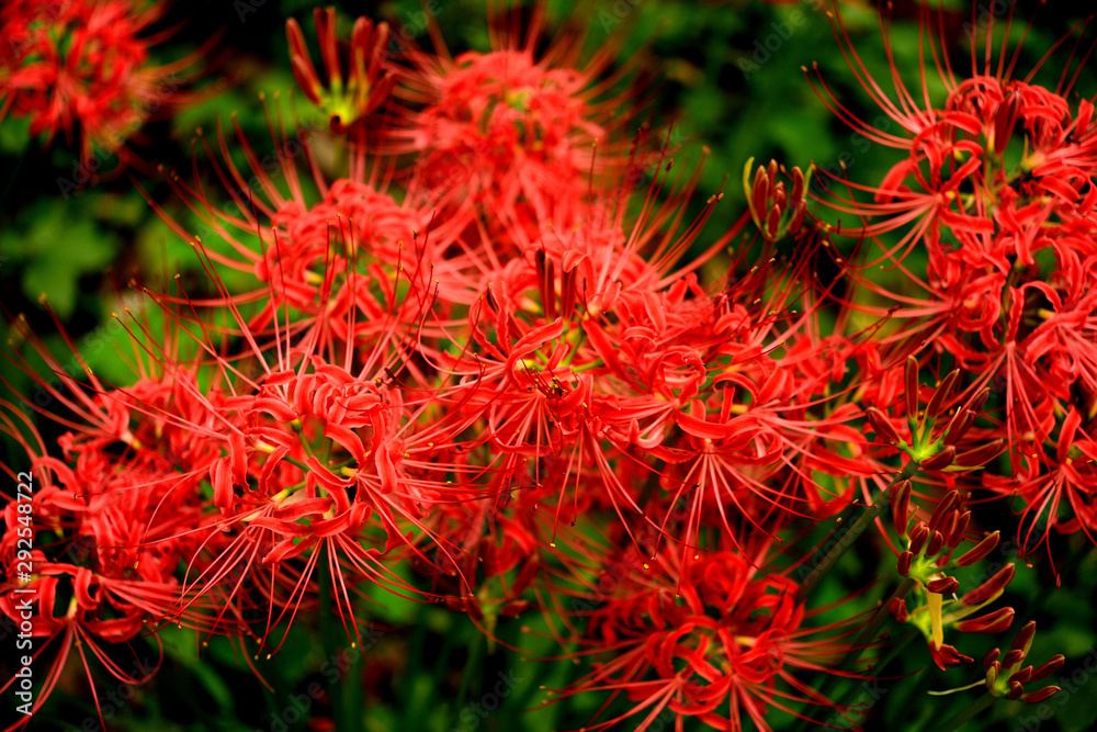 A cluster of cluster amaryllis taken in Tokyo, Japan A cluster of cluster amaryllis taken in Tokyo, Japan